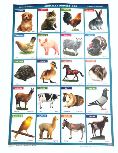 LAMINA 50X70 ANIMALES DOMESTICOS