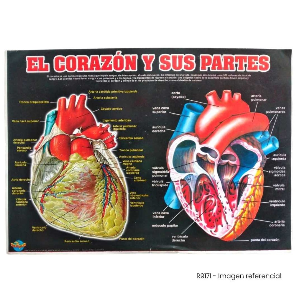 LAMINA 50X70 EL CORAZON Y SUS PARTES