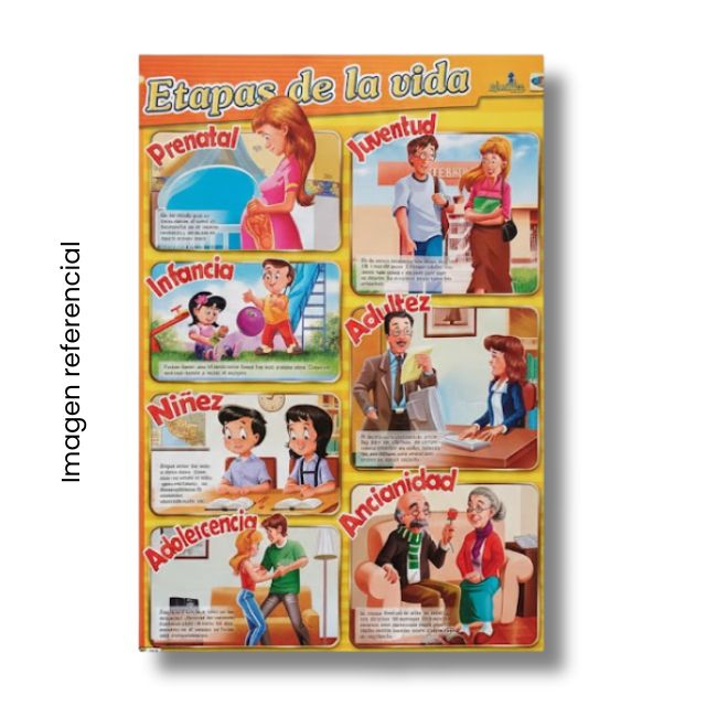 LAMINA 50X70 ETAPAS DE LA VIDA