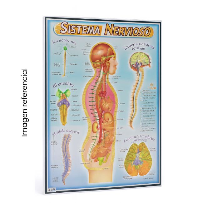 LAMINA 50X70 SISTEMA NERVIOSO
