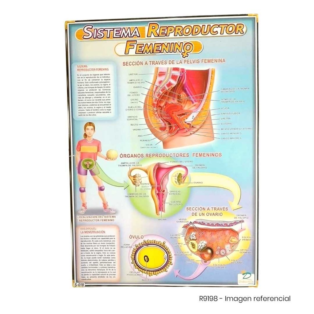 LAMINA 50X70 SISTEMA REPRODUCTOR FEMENINO