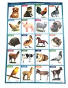 LAMINA 50X70 ANIMALES DOMESTICOS